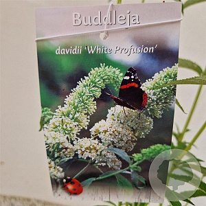 Buddleja d. 'White Profusion' 50-55 cm 3,0L