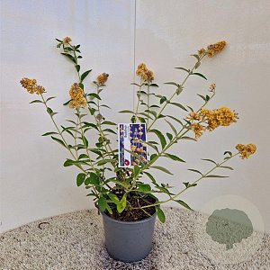 Buddleja weyer. 'Sungold' 30-40 cm 3,0L