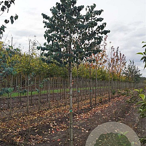 Cercidiphyllum japonicum 8-10 HO draadkluit