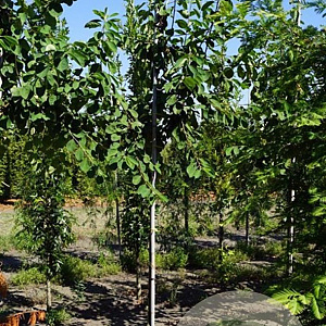 Cotoneaster ignotus 8-10 HO draadkluit