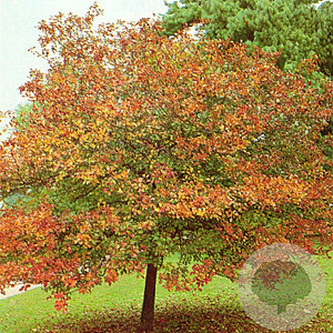 Crataegus persimilis 'Splendens' 8-10 HO container