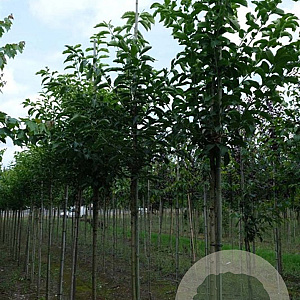 Euonymus hamiltonianus 8-10 HO draadkluit