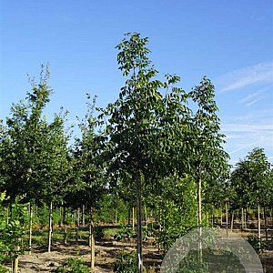 Fraxinus amer. 'Autumn Applause' 10-12 HO draadkluit