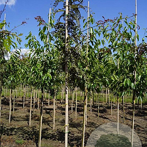 Gleditsia triac. 'Rubylace' 6-8 HO draadkluit