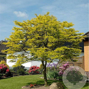 Gleditsia triac. 'Sunburst' 8-10 HO container
