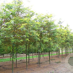Gleditsia triac. 'Sunburst' 16-18 HO draadkluit