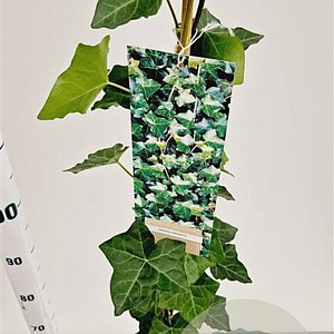 Hedera hibernica 125-150 cm 2,5L