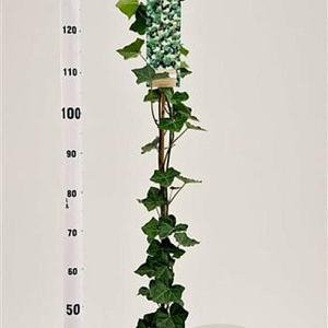 Hedera hibernica 125-150 cm 2,5L