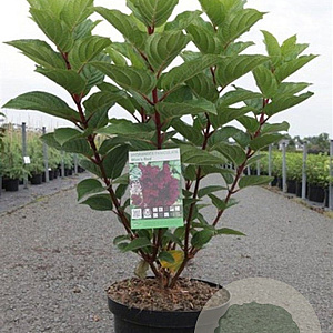 Hydrangea pan. 'Wim's Red' 60-80 cm 10L