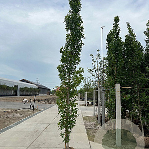 Liquidambar s. 'SlenderSilhouette' 8-10 HO draadkluit