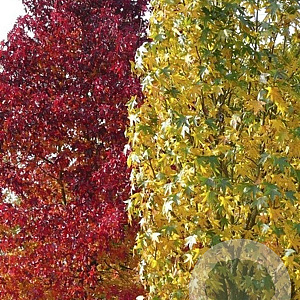 Liquidambar s. 'SlenderSilhouette' 12-14 HO container geveerd