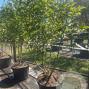 Magnolia soulangeana 175-200 cm container meerstammig