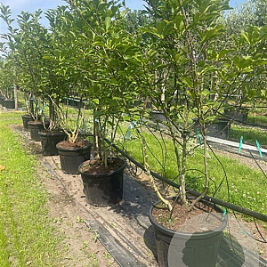 Magnolia soulangeana 175-200 cm container meerstammig