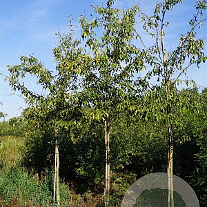 Malus 'Almey' 14-16 HO draadkluit