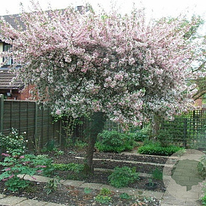 Malus floribunda 8-10 HO container
