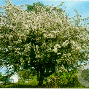 Malus floribunda 8-10 HO container
