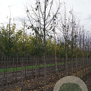 Malus 'Mokum' 14-16 HO draadkluit