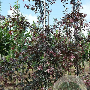 Malus toringo 'Freja' 8-10 HO draadkluit