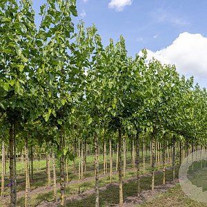 Morus alba 10-12 HO draadkluit