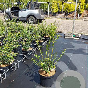 Osmanthus burkwoodii 40-50 cm 3,0L