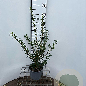 Osmanthus burkwoodii 40-50 cm 3,0L