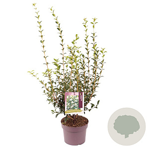 Osmanthus burkwoodii 40-50 cm 3,0L