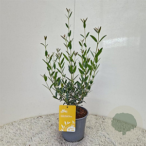 Phillyrea ang. 'Green Line' 45-50 cm 2,5L met stok