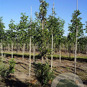 Quercus hispanica 'Fulhamensis' 8-10 HO draadkluit geveerd