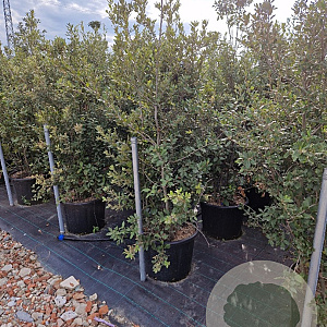 Quercus ilex 175-200 cm container meerstammig