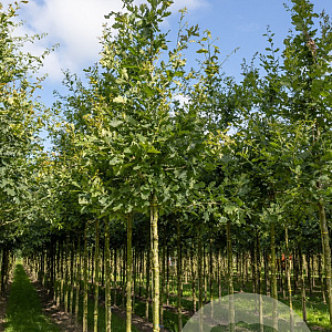 Quercus robur 16-18 HO draadkluit