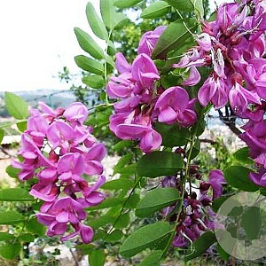 Robinia marg. Casque Rouge 25-30 HO draadkluit