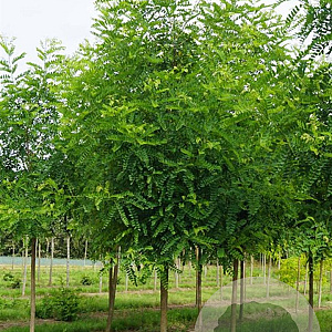 Robinia marg. 'Pink Cascade' 8-10 HO draadkluit