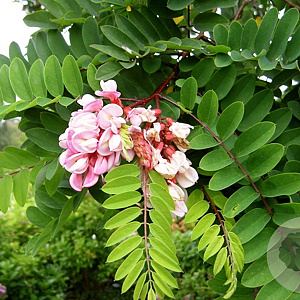 Robinia viscosa 8-10 HO draadkluit