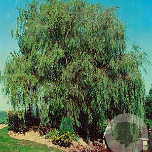 Salix sepulcralis 'Chrysocoma' 6-8 HO container