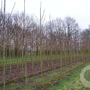 Sorbus hybrida 'Gibbsii' 12-14 HO draadkluit