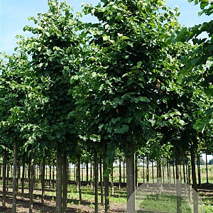 Tilia flavescens 'Glenleven' 18-20 HO draadkluit