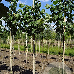 Tilia mandshurica 10-12 HO draadkluit