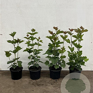 Viburnum opulus 40-60 cm 2,0L