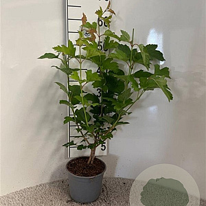 Viburnum opulus 40-60 cm 2,0L