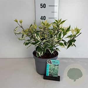 Cornus alba 'Sibirica Variegata' 40-50 cm 35L