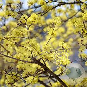 Cornus officinalis 8-10 HO draadkluit geveerd