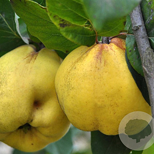 Cydonia o. 'Rea's Mammoth' halfstam wortelgoed