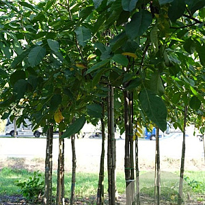 Juglans r. 'Plovdivski' 12-14 HO draadkluit