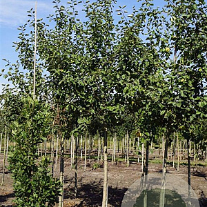 Malus d. Boskoop Rouge 18-20 HO draadkluit