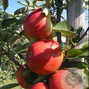Malus d. 'Braeburn' halfstam wortelgoed
