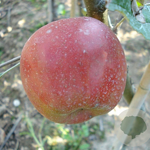 Malus d. 'Jonagold' halfstam 7,5L