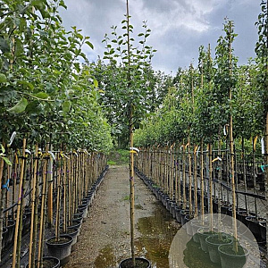 Malus d. 'Notarisappel' 10-12 HO container