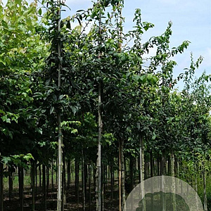 Mespilus g. 'Westerveld' 10-12 HO draadkluit