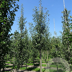 Pyrus c. 'Bonne Louise d'Avranches' 8-10 HO draadkluit