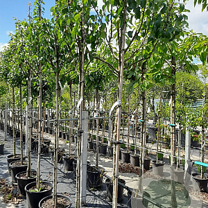 Pyrus c. 'Conference' 8-10 HO container